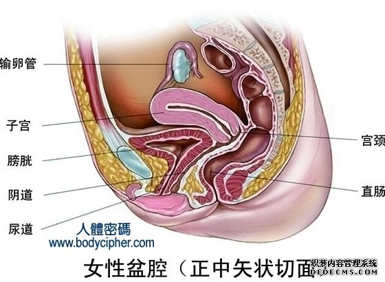 盆腔炎有哪些症状(图1) 盆腔炎有哪些症状(图1)